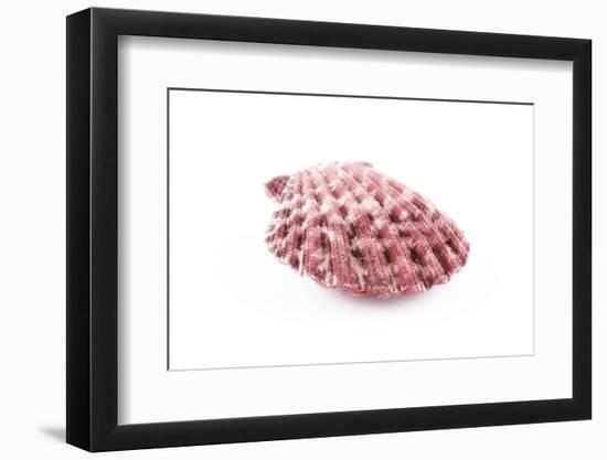 So Pure Collection - Pink Pecten-Philippe Hugonnard-Framed Photographic Print