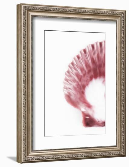 So Pure Collection - Pink Scallop Seashell II-Philippe Hugonnard-Framed Photographic Print