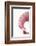 So Pure Collection - Pink Scallop Seashell II-Philippe Hugonnard-Framed Photographic Print
