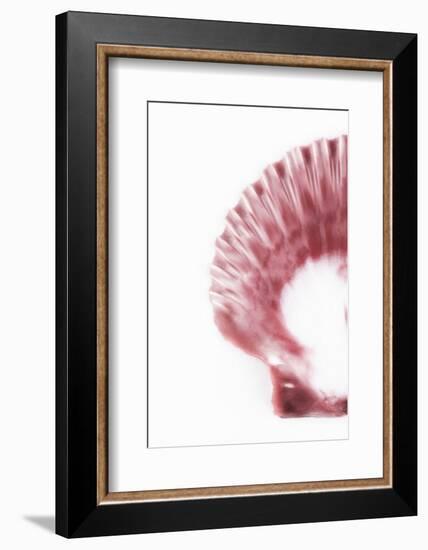 So Pure Collection - Pink Scallop Seashell II-Philippe Hugonnard-Framed Photographic Print