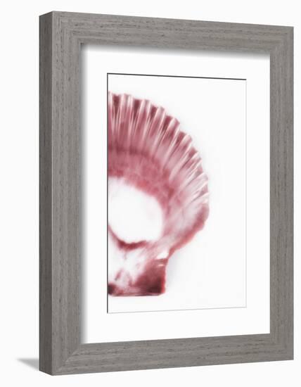 So Pure Collection - Pink Scallop Seashell III-Philippe Hugonnard-Framed Photographic Print