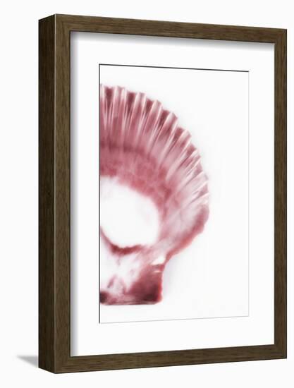 So Pure Collection - Pink Scallop Seashell III-Philippe Hugonnard-Framed Photographic Print