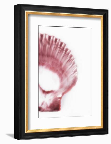 So Pure Collection - Pink Scallop Seashell III-Philippe Hugonnard-Framed Photographic Print