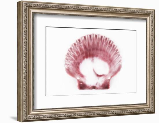 So Pure Collection - Pink Scallop Seashell-Philippe Hugonnard-Framed Photographic Print