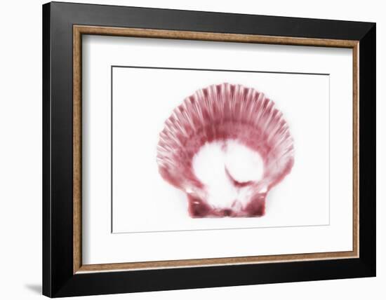 So Pure Collection - Pink Scallop Seashell-Philippe Hugonnard-Framed Photographic Print