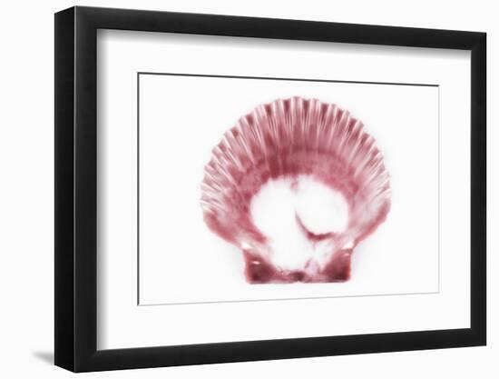 So Pure Collection - Pink Scallop Seashell-Philippe Hugonnard-Framed Photographic Print