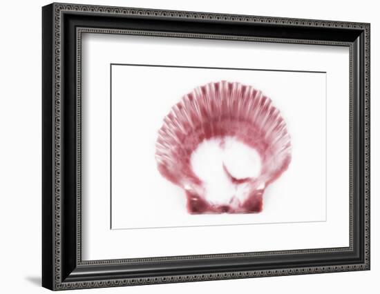 So Pure Collection - Pink Scallop Seashell-Philippe Hugonnard-Framed Photographic Print