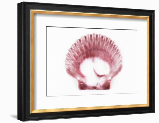 So Pure Collection - Pink Scallop Seashell-Philippe Hugonnard-Framed Photographic Print