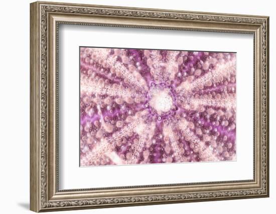 So Pure Collection - Pink Sea Urchin Shell Close-up-Philippe Hugonnard-Framed Photographic Print