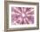 So Pure Collection - Pink Sea Urchin Shell Close-up-Philippe Hugonnard-Framed Photographic Print