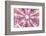 So Pure Collection - Pink Sea Urchin Shell Close-up-Philippe Hugonnard-Framed Photographic Print