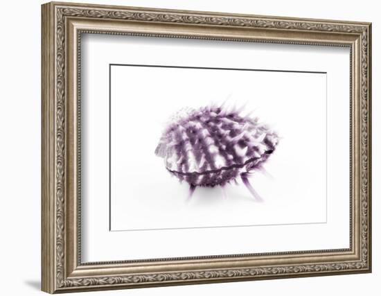 So Pure Collection - Purple Spondylus Seashell-Philippe Hugonnard-Framed Photographic Print