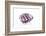 So Pure Collection - Purple Spondylus Seashell-Philippe Hugonnard-Framed Photographic Print