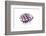 So Pure Collection - Purple Spondylus Seashell-Philippe Hugonnard-Framed Photographic Print