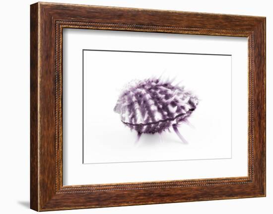 So Pure Collection - Purple Spondylus Seashell-Philippe Hugonnard-Framed Photographic Print