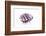 So Pure Collection - Purple Spondylus Seashell-Philippe Hugonnard-Framed Photographic Print