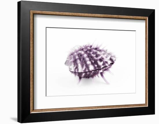 So Pure Collection - Purple Spondylus Seashell-Philippe Hugonnard-Framed Photographic Print