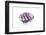 So Pure Collection - Purple Spondylus Seashell-Philippe Hugonnard-Framed Photographic Print