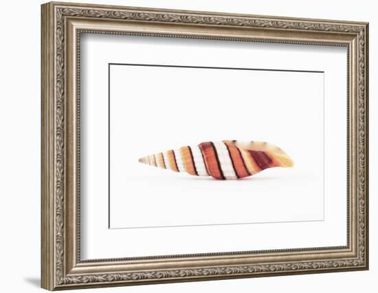 So Pure Collection - Queen Miter Seashell-Philippe Hugonnard-Framed Photographic Print