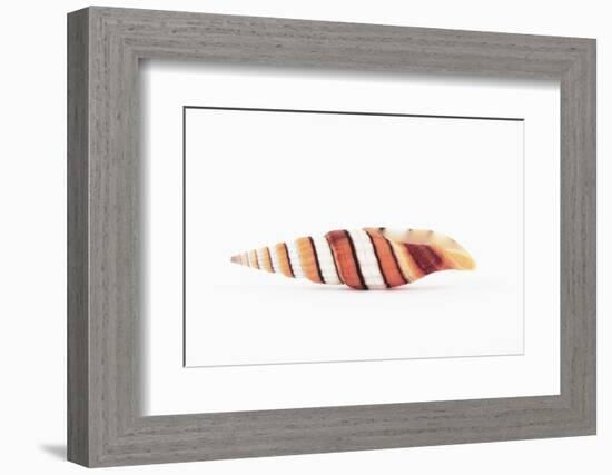 So Pure Collection - Queen Miter Seashell-Philippe Hugonnard-Framed Photographic Print