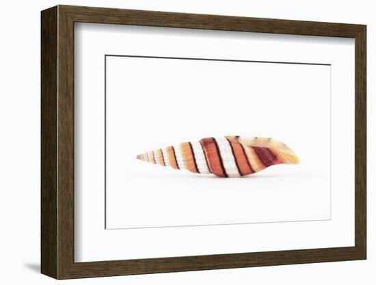 So Pure Collection - Queen Miter Seashell-Philippe Hugonnard-Framed Photographic Print