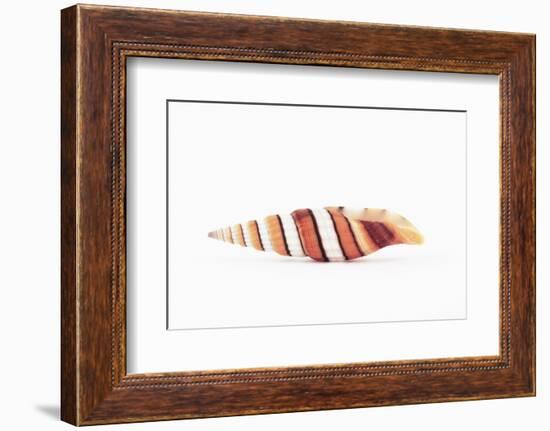 So Pure Collection - Queen Miter Seashell-Philippe Hugonnard-Framed Photographic Print