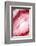 So Pure Collection - Red Agate Heart-Philippe Hugonnard-Framed Photographic Print