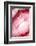 So Pure Collection - Red Agate Heart-Philippe Hugonnard-Framed Photographic Print