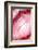 So Pure Collection - Red Agate Heart-Philippe Hugonnard-Framed Photographic Print