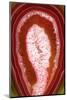 So Pure Collection - Red Agate Slice-Philippe Hugonnard-Mounted Photographic Print