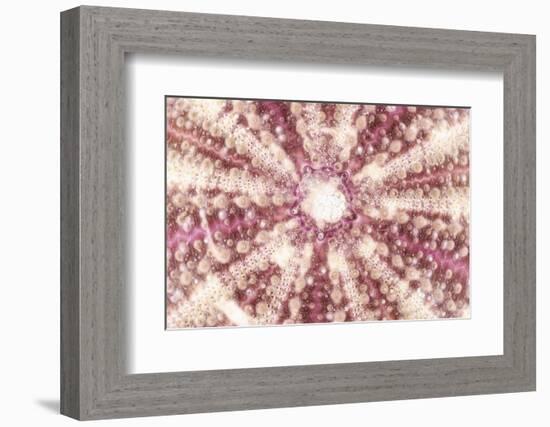 So Pure Collection - Red Sea Urchin Shell Close-up-Philippe Hugonnard-Framed Photographic Print