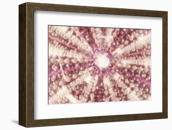 So Pure Collection - Red Sea Urchin Shell Close-up-Philippe Hugonnard-Framed Photographic Print