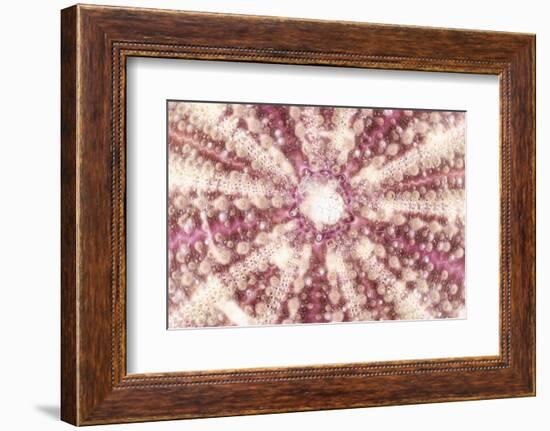 So Pure Collection - Red Sea Urchin Shell Close-up-Philippe Hugonnard-Framed Photographic Print