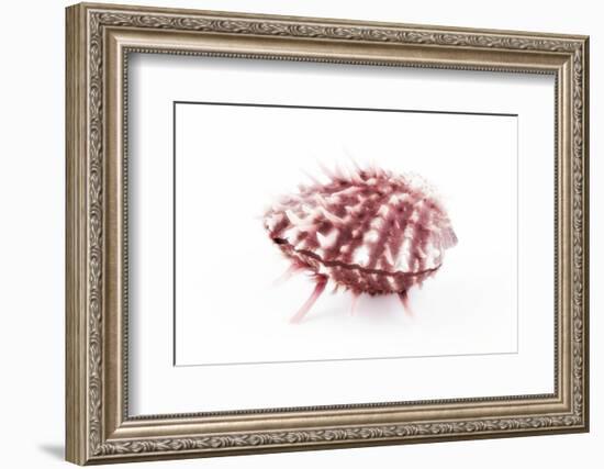 So Pure Collection - Red Spondylus Seashell-Philippe Hugonnard-Framed Photographic Print