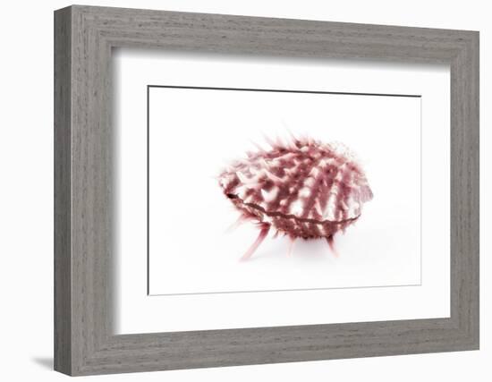 So Pure Collection - Red Spondylus Seashell-Philippe Hugonnard-Framed Photographic Print