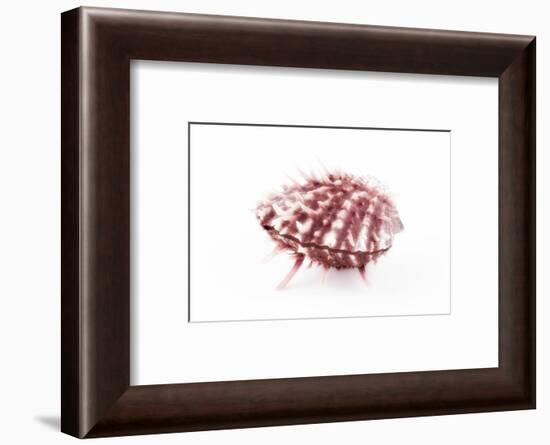 So Pure Collection - Red Spondylus Seashell-Philippe Hugonnard-Framed Photographic Print