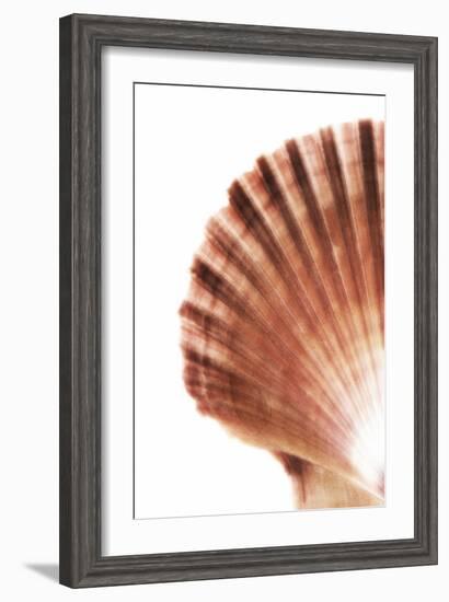 So Pure Collection - Scallop Seashell-Philippe Hugonnard-Framed Photographic Print