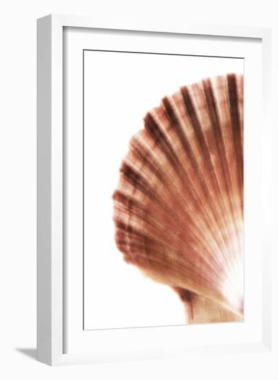 So Pure Collection - Scallop Seashell-Philippe Hugonnard-Framed Photographic Print