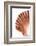 So Pure Collection - Scallop Seashell-Philippe Hugonnard-Framed Photographic Print