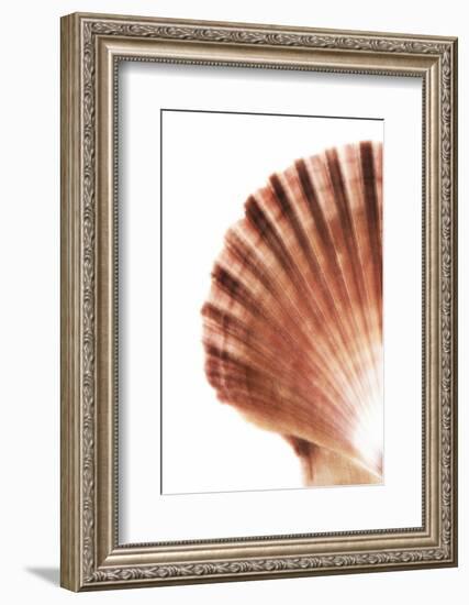 So Pure Collection - Scallop Seashell-Philippe Hugonnard-Framed Photographic Print