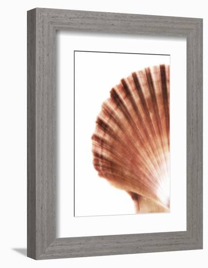 So Pure Collection - Scallop Seashell-Philippe Hugonnard-Framed Photographic Print