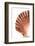 So Pure Collection - Scallop Seashell-Philippe Hugonnard-Framed Photographic Print