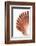 So Pure Collection - Scallop Seashell-Philippe Hugonnard-Framed Photographic Print