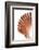 So Pure Collection - Scallop Seashell-Philippe Hugonnard-Framed Photographic Print