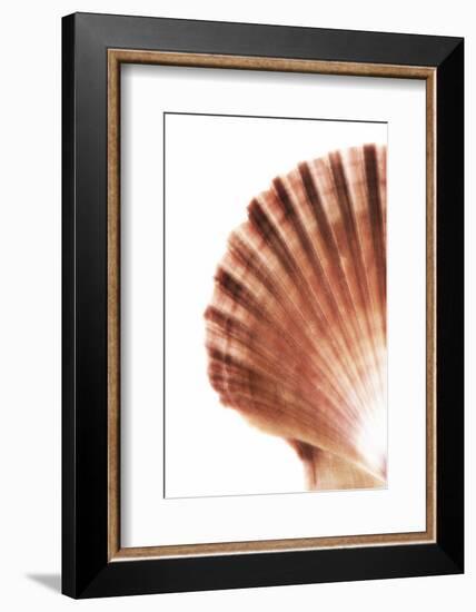 So Pure Collection - Scallop Seashell-Philippe Hugonnard-Framed Photographic Print