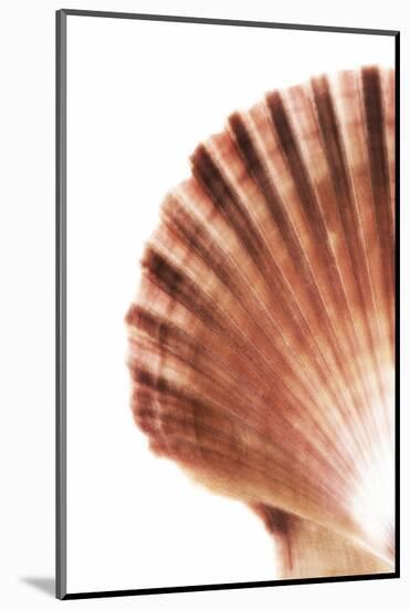 So Pure Collection - Scallop Seashell-Philippe Hugonnard-Mounted Photographic Print