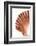 So Pure Collection - Scallop Seashell-Philippe Hugonnard-Framed Photographic Print