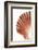 So Pure Collection - Scallop Seashell-Philippe Hugonnard-Framed Photographic Print