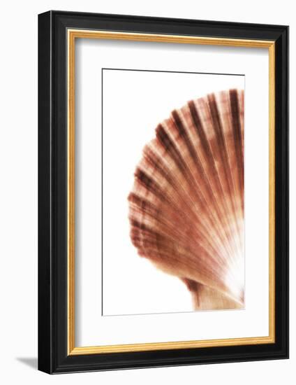 So Pure Collection - Scallop Seashell-Philippe Hugonnard-Framed Photographic Print