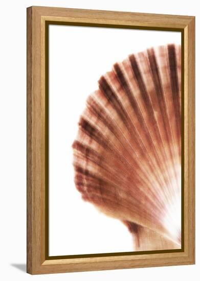 So Pure Collection - Scallop Seashell-Philippe Hugonnard-Framed Premier Image Canvas